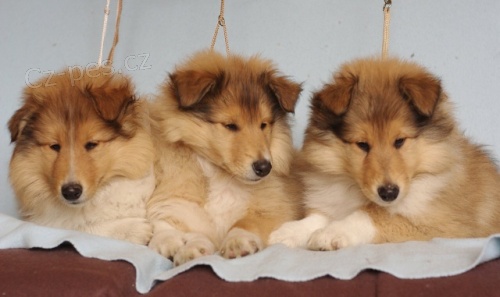 �t���tka kolie