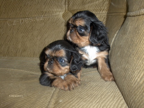 King charles �pan�l