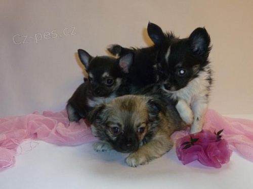 Prod�m �t���tka �ivavy s PP