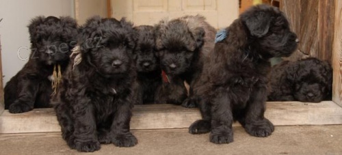 Flandersk� bouvier - �t��ata