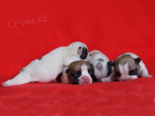 Francouzsk� buldo�ek 