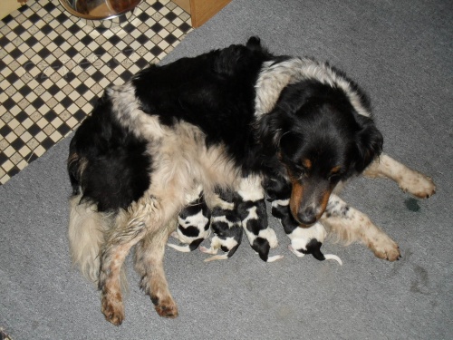 �esk� strakat� pes - �t��ata s PP