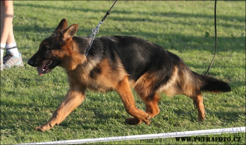 N�meck� ov��k -fenka s PP