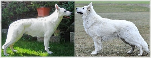 B�l� �v�carsk� ov��k, �t�nda s PP.