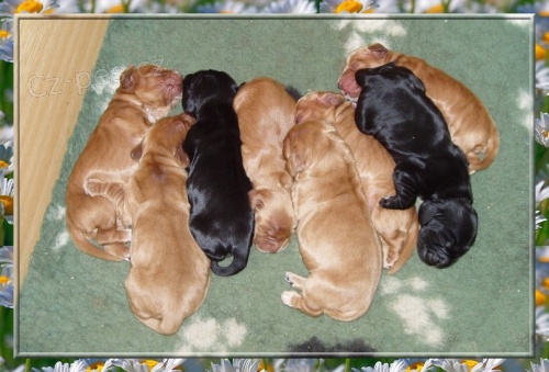 Anglick� kokr�pan�l