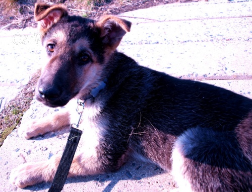 Prod�m do dobr�ch rukou!