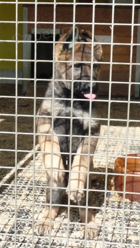 Prod�m �t��ata NO s PP