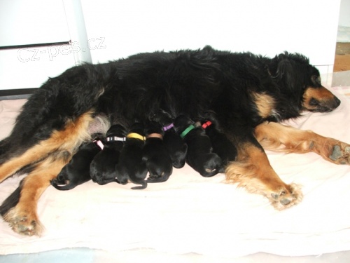 Hovawart - �t��ata s PP