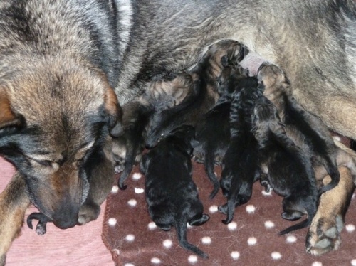 �t��ata z pracovn�ho spojen�