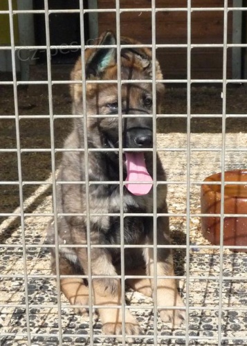 Prod�m �t��ata NO s PP