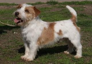 Jack russel teri�r - �t���tka s pr�kazem p�vodu