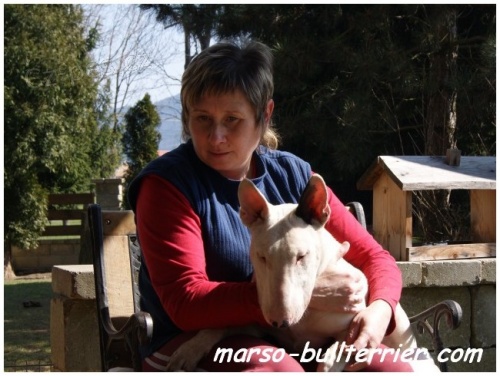 Bulterier � Bullterier 