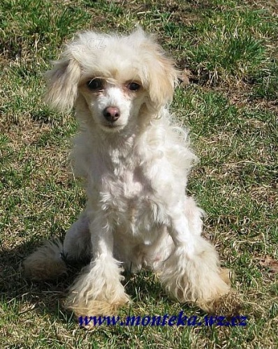 ��nsk� chocholat� pes