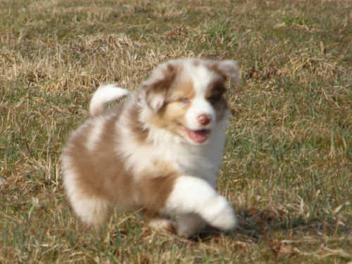 Australsk� ov��k �t��ata