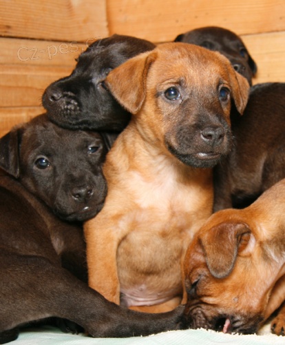 �t��ata Patterdale terier