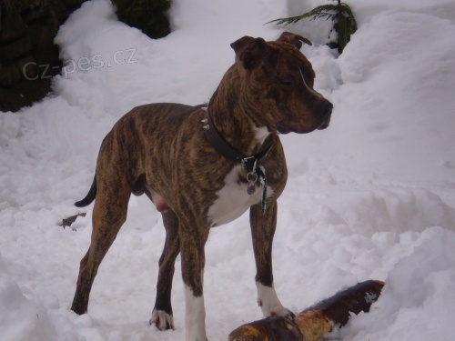 Americk� staford��rsk� teri�r - pes na kryti