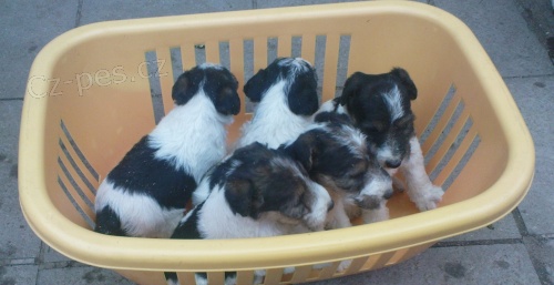 Prod�m �t��ata foxteri�ra hrubosrst�ho