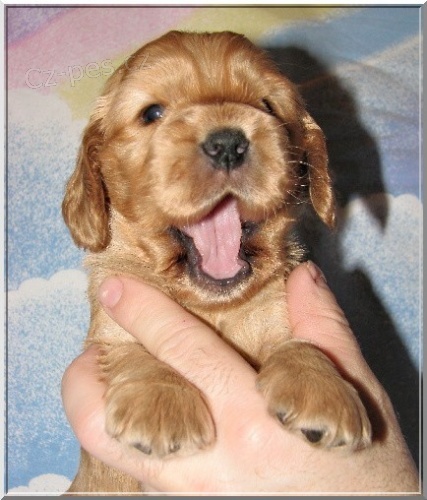 Anglick� kokr�pan�l