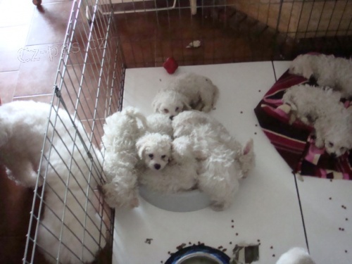 Bi�onek frise �t��ata s PP