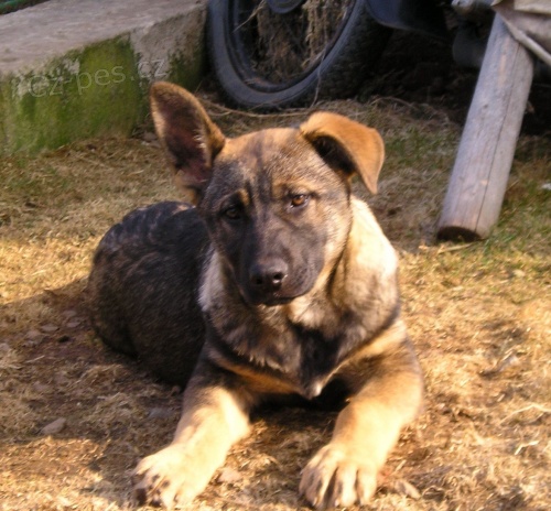 n�meck� ov��k fenka s PP