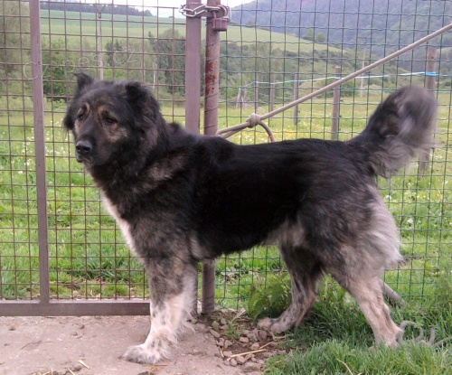 kavkazsk� ov��k s Pp