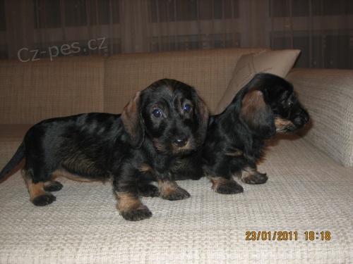 Jezev��k drsnosrst� trpasli�� - �t���tka