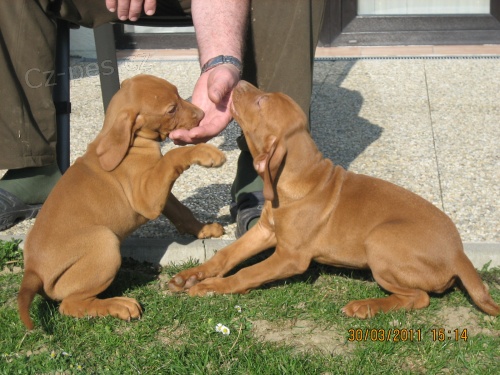 Ma�arsk� oha� kr�tkosrst�-�t���tka