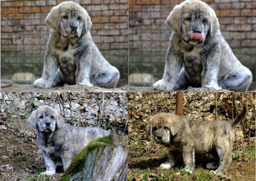 �pan�lsk� mastin �t�n�tka s PP k ODB�RU - pejsky 