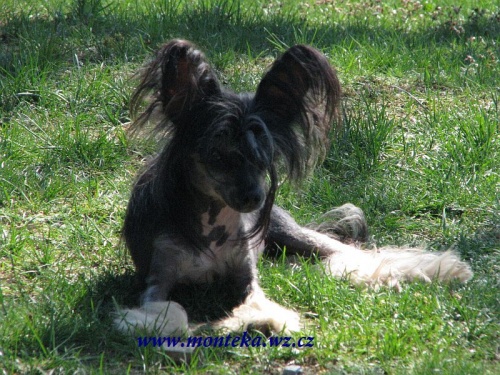 ��nsk� chocholat� pes