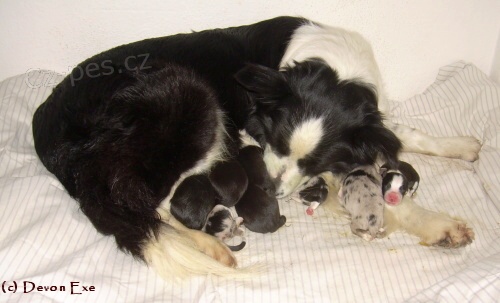 zad�m �t��ata border kolie s PP