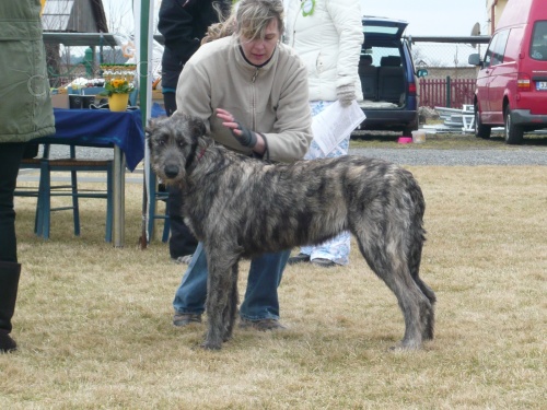 Irsk� vlkodav �t��ata s PP