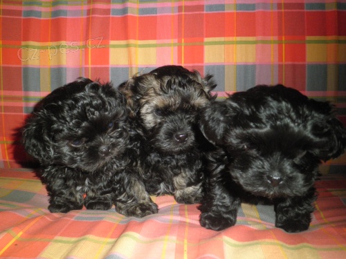 Bolo�sk� ps�k/ barevn�