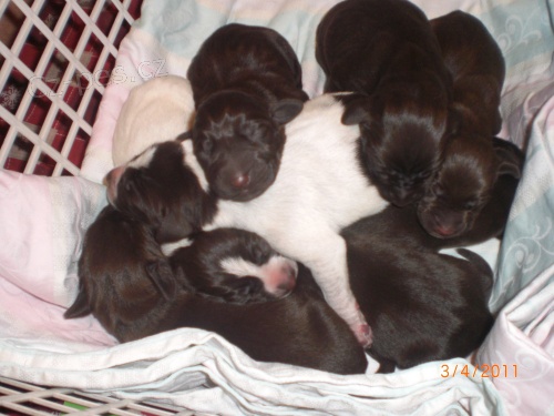 N�meck� kr�tkosrst� oha� - �t��ata