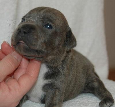 Modr� �t���tka SBT