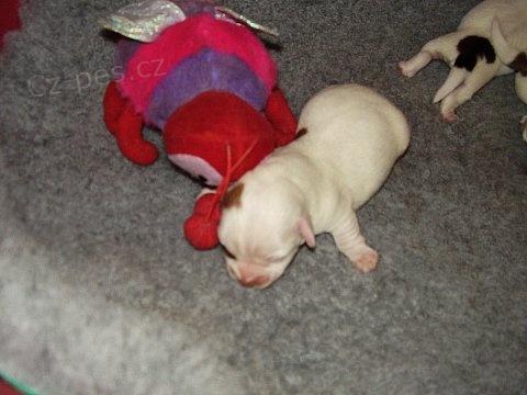 Jack Russell Terrier �t���tka