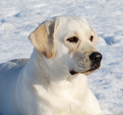 Labrador - smetanov� fenka s PP