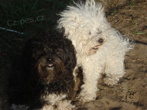 Rusk� Barevn� Bolonka