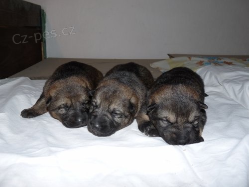 �t�nata n�meck� ov��k