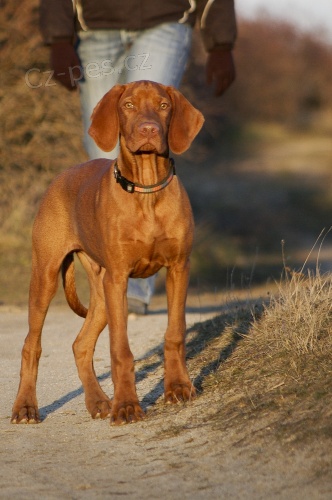 Ma�arsk� oha� ke kryt�