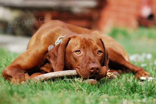 Kr�sn� pejsek s PP