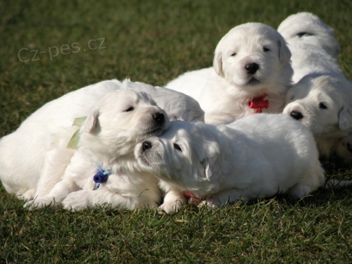 Slovensk� �uva� - �t��ata s PP