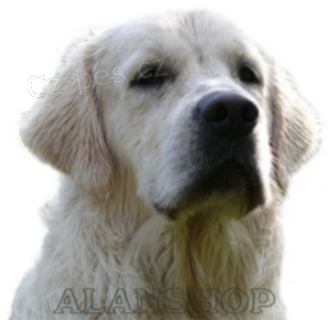 V�cvik ps� ALANSHOP