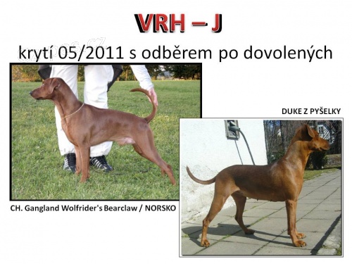 N�meck� pin� s PP