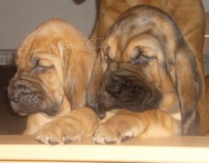 Bloodhound �t��ata