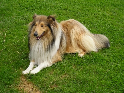 Nab�z�m kryt� psa dlouhosrst� kolie