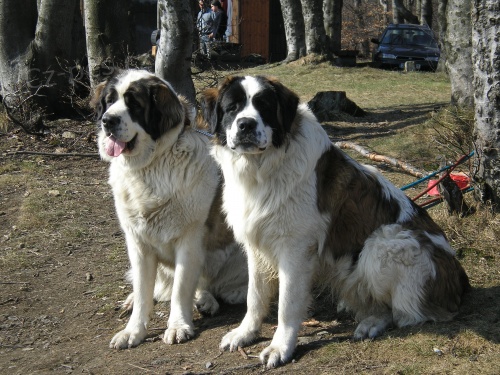 PROD�M �T�N� MOSKEVSK� STR��N� PES S PP