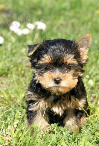 Jork��rsk� teri�r s PP