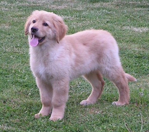 Hovawart - �t��ata s PP