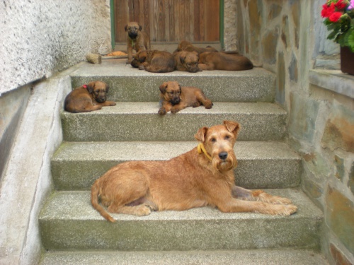 �t��ata Irsk�ho teri�ra