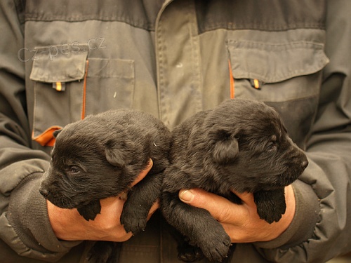 n�neck� ov��k-celo�ern� fenka